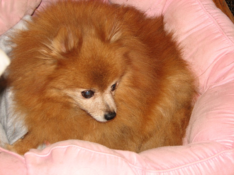 CH. Lucrèce borgia de Cat'Pat