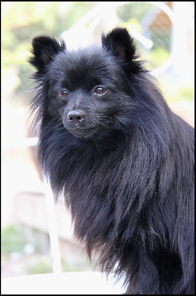 Hello dolly de Cat'Pat