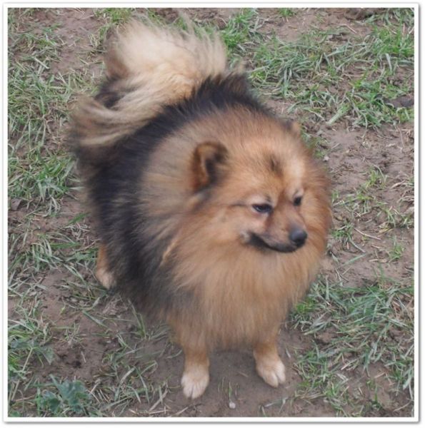 Ennemi public n 1 de Cat'Pat