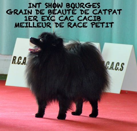 CH. Grain de beauté de Cat'Pat
