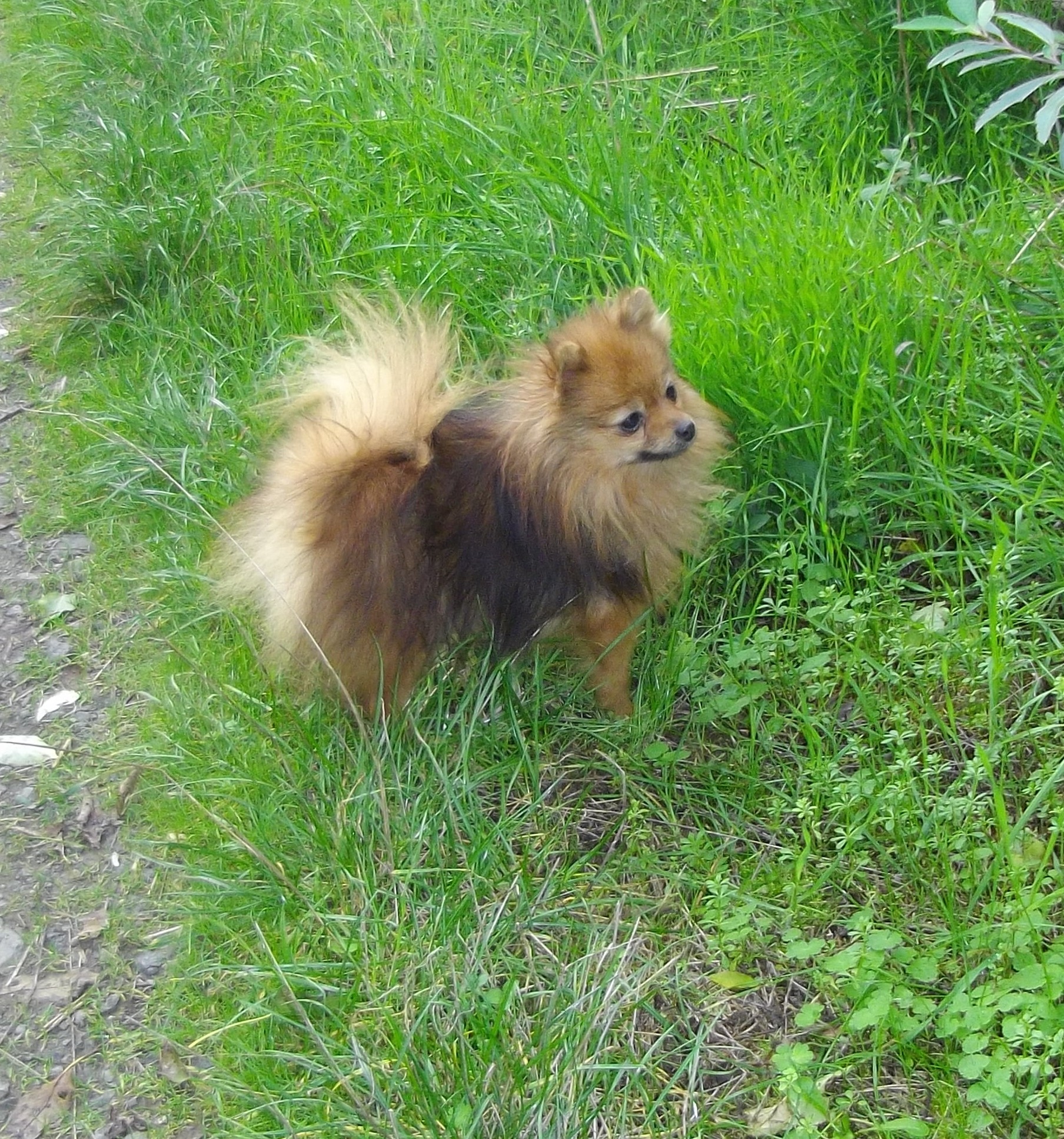 Ondine de Cat'Pat