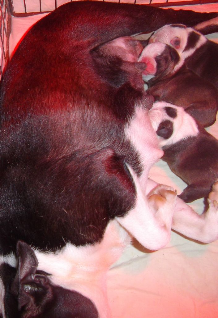 de Cat'Pat - Boston Terrier - Portée née le 15/06/2019