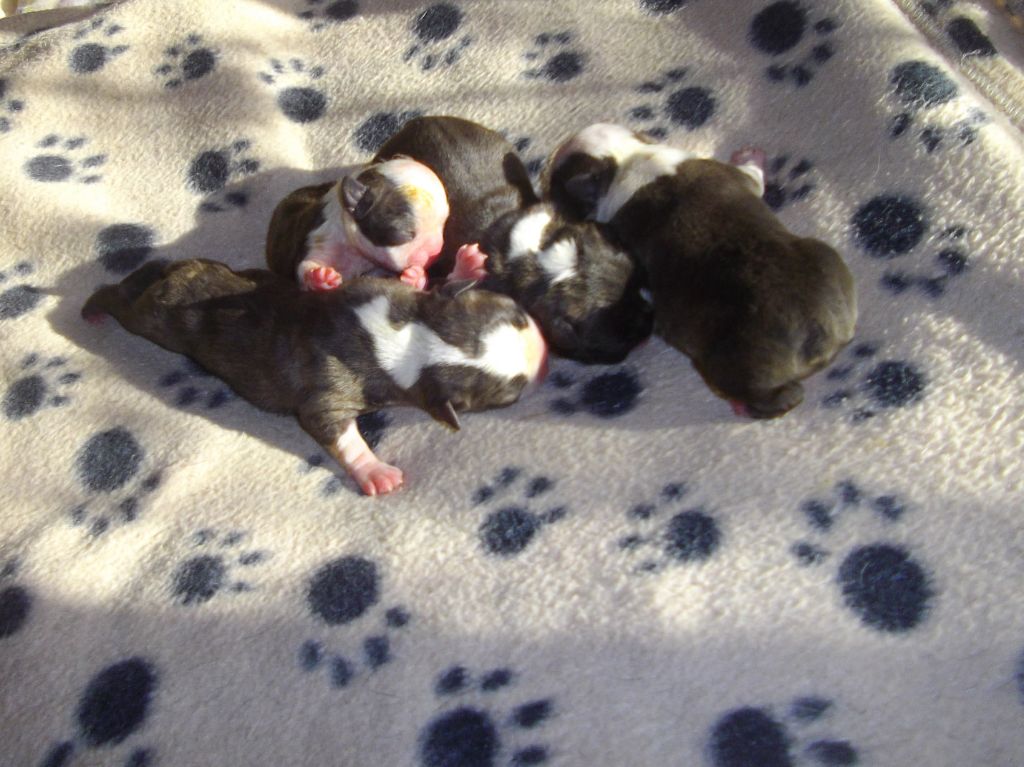 de Cat'Pat - Boston Terrier - Portée née le 20/10/2018