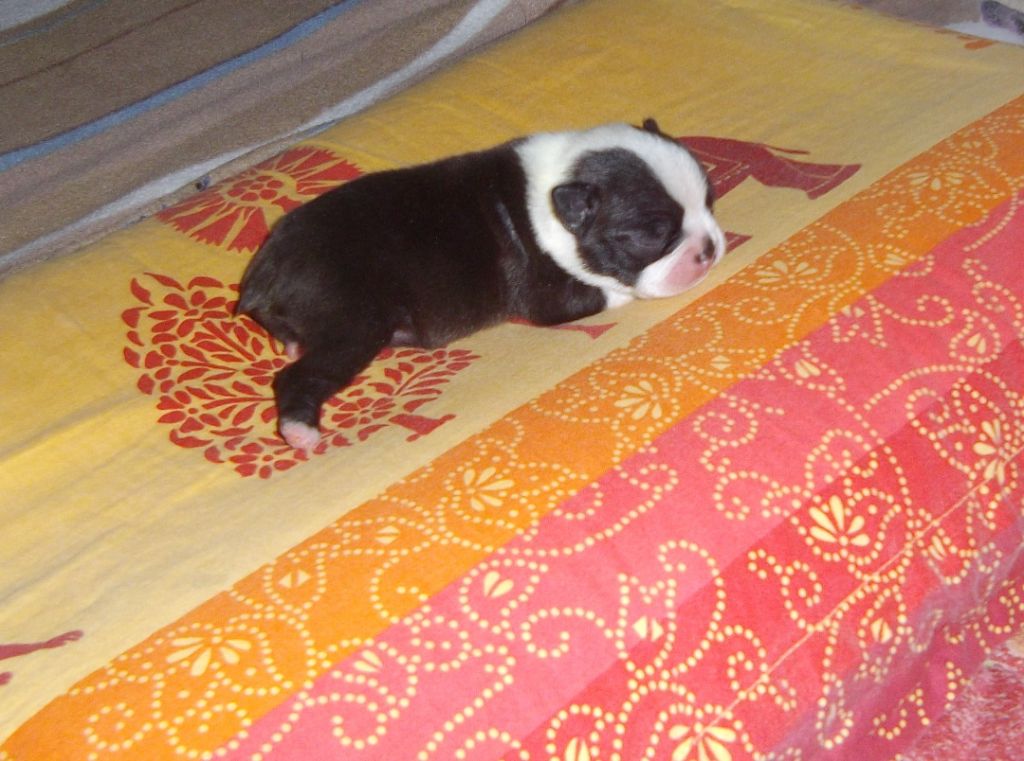 de Cat'Pat - Boston Terrier - Portée née le 26/04/2018